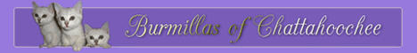 Burmillas of Chattahoochie