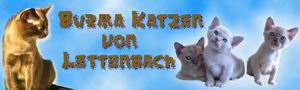 Burma-Katzen von Lettenbach