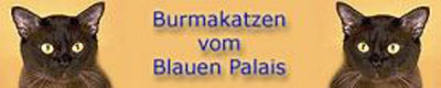 Burmakatzen vom blauen Palais