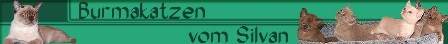 Burmakatzen von Silvan