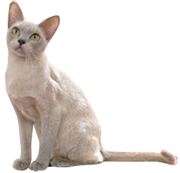 Burmesen von Sona Soraj - Gipsy