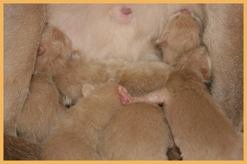 Burmesen von Sona Soraj - C-Wurf