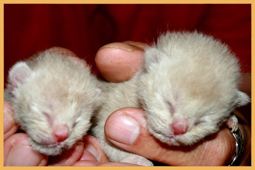 Burmesen von Sona Soraj - D-Wurf