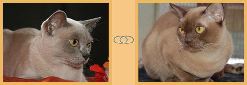 Burmesen von Sona Soraj - D-Wurf Eltern