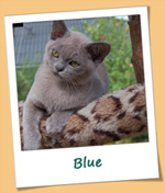 Burmesen von Sona Soraj - Blue