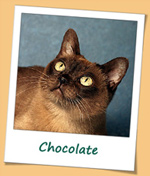 Burmesen von Sona Soraj - Chocolate