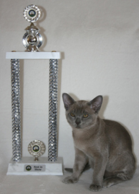 Ferry von Sona Soraj wurde BEST IN SHOW