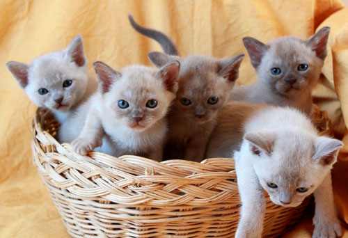 Burmakatzen J-Wurf von Sona Soraj