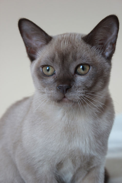 Josie von Sona Soraj