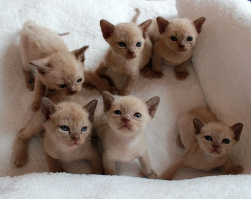 Burmakatzen K-Wurf von Sona Soraj