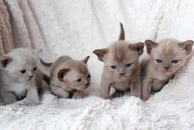 Burmakatzen N-Wurf von Sona Soraj