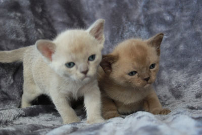 Burmakatzen O-Wurf von Sona Soraj