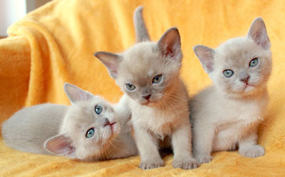 Burmakatzen P-Wurf von Sona Soraj