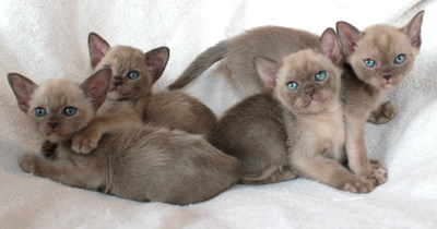 Burmakatzen R-Wurf von Sona Soraj