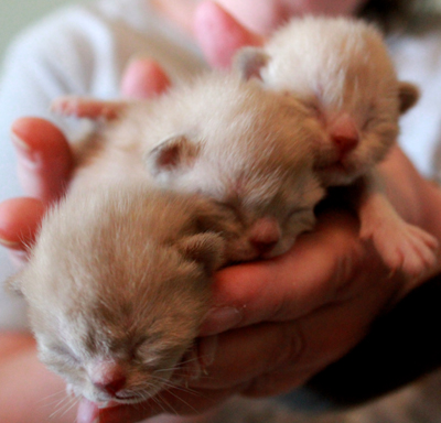 Burmakatzen T-Wurf von Sona Soraj